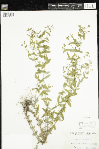 Hypericum mutilum image