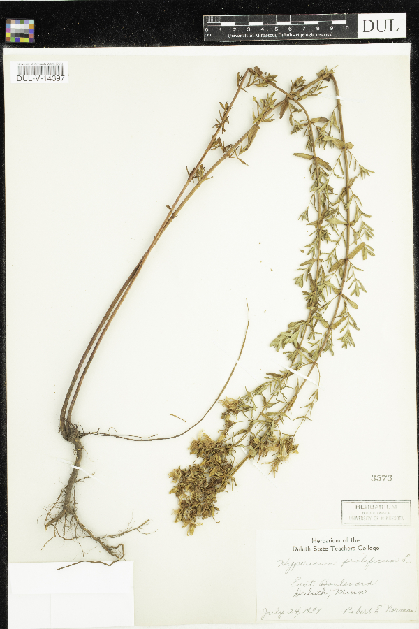 Hypericum prolificum image