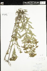 Hypericum sphaerocarpum image