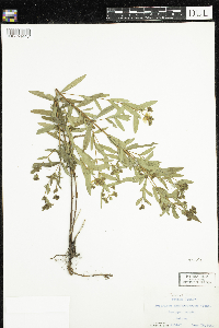 Hypericum sphaerocarpum image