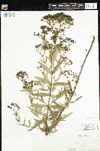 Hypericum sphaerocarpum image