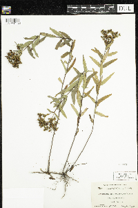 Hypericum sphaerocarpum image
