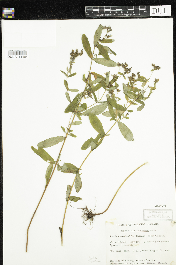 Hypericum punctatum image