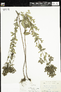 Hypericum punctatum image
