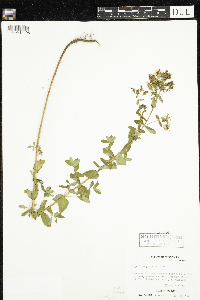 Hypericum punctatum image