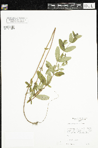 Hypericum punctatum image