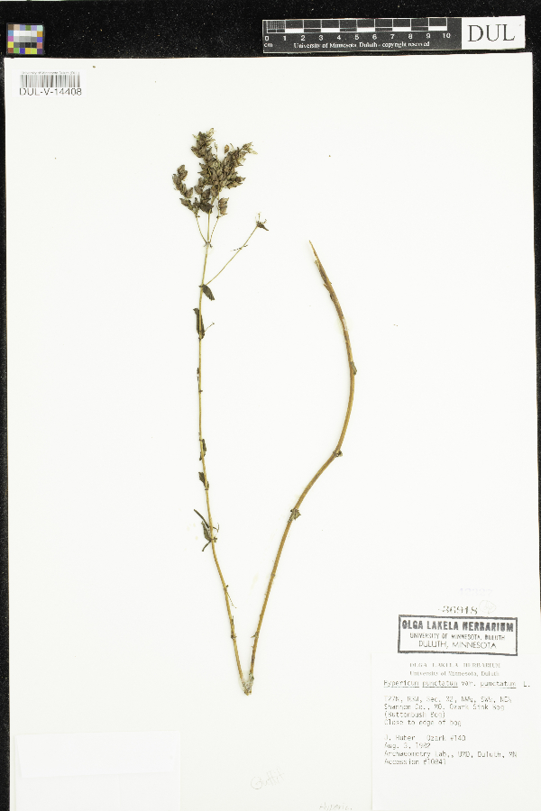 Hypericum punctatum var. punctatum image