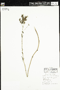 Hypericum punctatum image