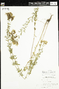 Hypericum perforatum image