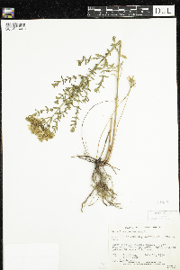 Hypericum perforatum image