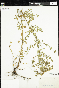 Hypericum perforatum image