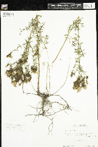 Hypericum perforatum image