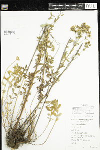 Hypericum perforatum image