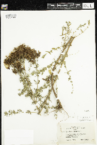 Hypericum perforatum image