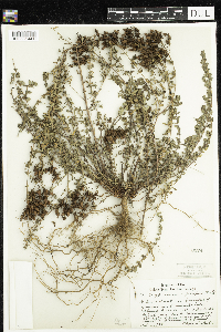 Hypericum perforatum image