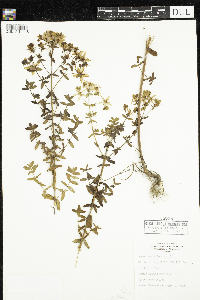 Hypericum perforatum image