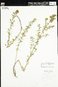 Hypericum perforatum image