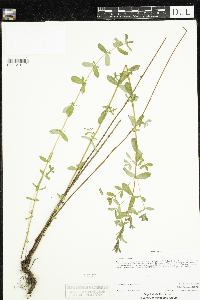 Hypericum perforatum image