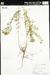 Hypericum perforatum image