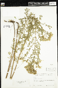 Hypericum perforatum image