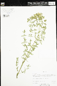 Hypericum perforatum image