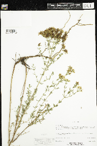 Hypericum perforatum image