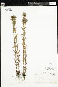 Hypericum majus image
