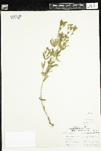 Hypericum majus image