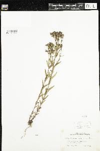 Hypericum majus image