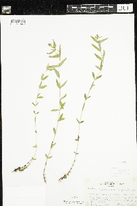 Hypericum majus image