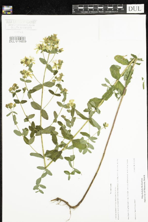 Hypericum image