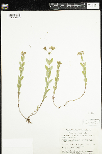 Hypericum ellipticum image