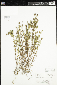 Hypericum ellipticum image