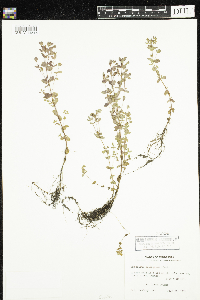 Hypericum ellipticum image