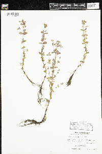 Hypericum ellipticum image