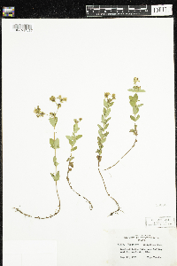 Hypericum ellipticum image