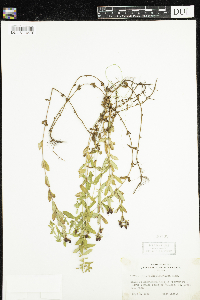 Hypericum ellipticum image