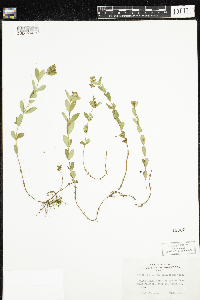 Hypericum ellipticum image