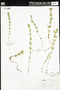 Hypericum ellipticum image