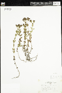 Hypericum ellipticum image