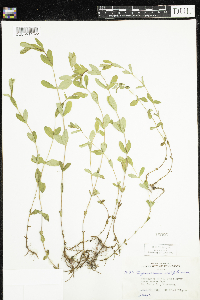 Hypericum ellipticum image