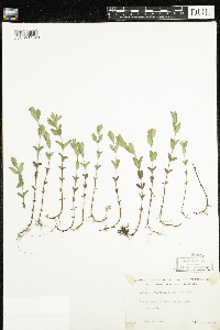 Hypericum ellipticum image