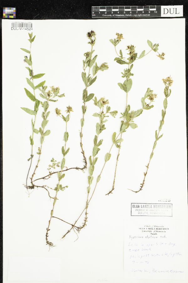 Hypericum ellipticum image