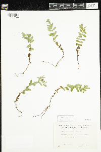 Hypericum ellipticum image