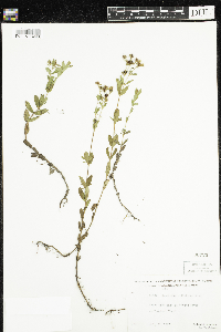 Hypericum ellipticum image