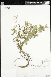 Hypericum ellipticum image