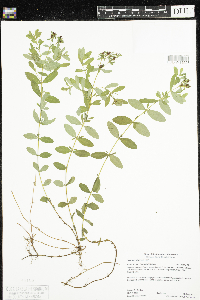 Hypericum ellipticum image