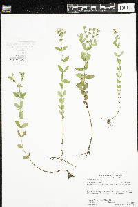 Hypericum ellipticum image