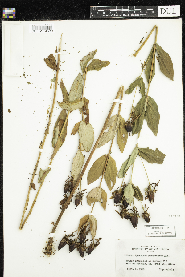 Hypericum ascyron subsp. pyramidatum image