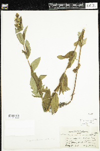 Hypericum ascyron subsp. pyramidatum image